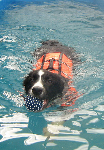 This border collie loves to swim