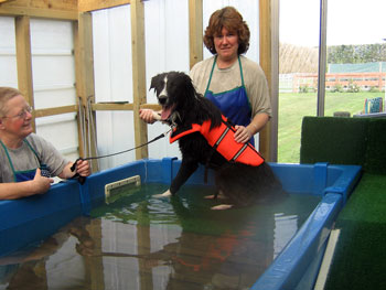 Dog swimming for fun, recovery, rehabilitation or fitness