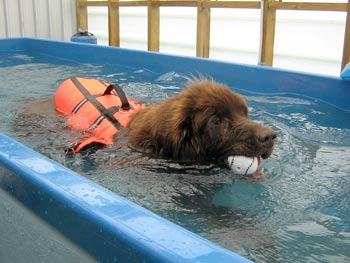 a dog swimming