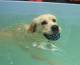 Bo labrador retriever swimming at dog swim spa