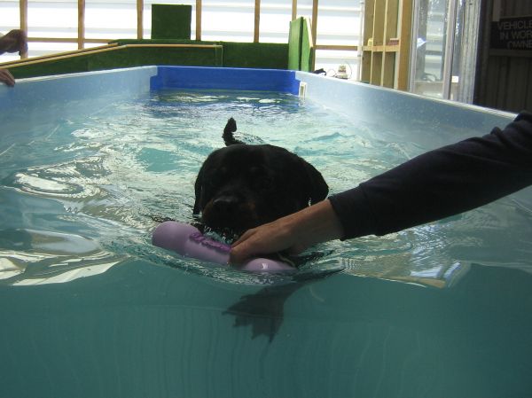 Sinead, the show Rottweiler from Austraila, swims for strength at Dog Swim Spa
©June Blackwood
