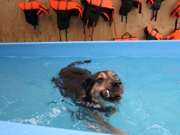 Jake the 12 year old swims for health at Dog Swim Spa
©June Blackwood