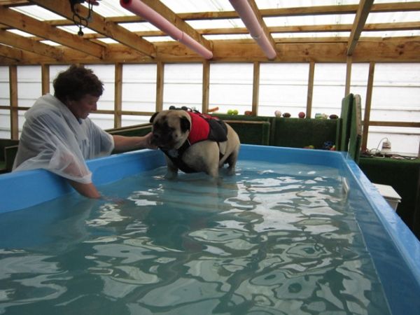 Missy the Bull mastiff loses weight at Dog Swim Spa
©June Blackwood
