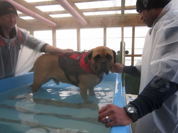 Diesel Bull Mastiff swims dog swim spa
©June Blackwood