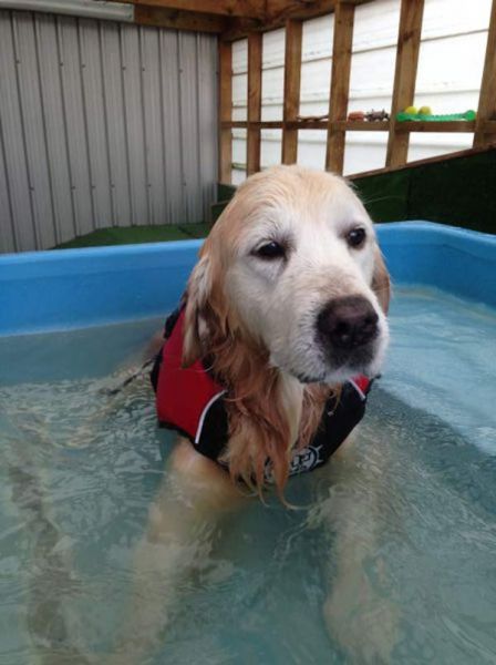 Sterling Labrador retriever first time swim
©June Blackwood