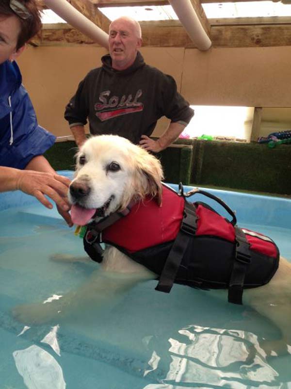 Sterling the lab retriever loves his swim at dog swim spa
