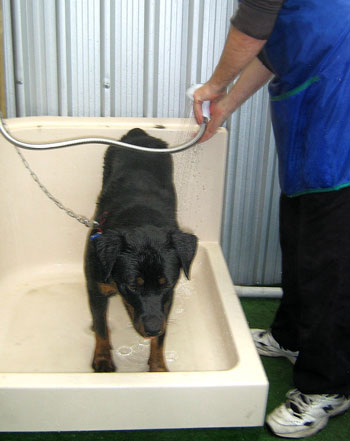 Dog bath after his swim