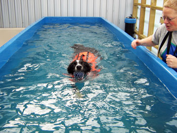 Border collie swimming at Dog Swim Spa