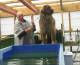 Shedor Leonberger Swimming 
