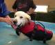 Sterling the lab retriever loves his swim at dog swim spa