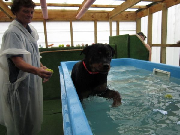 Memphis gets her paws wet at Dog Swim Spa
©June Blackwood