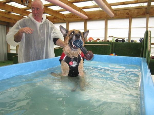 Diezel German Shepherd swimming at Dog Swim Spa
