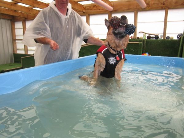 Diezel German Shepherd playing silly pup at dog swim spa
