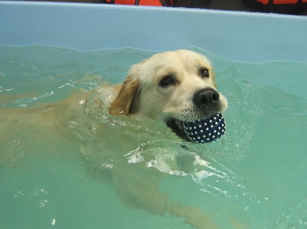 Bo labrador retriever swimming at dog swim spa
